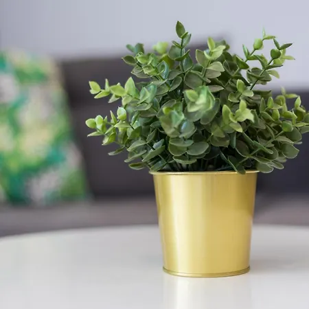 Barca Ocean * Lajita