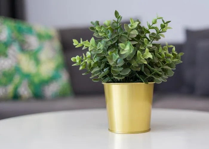 Barca Ocean * Lajita